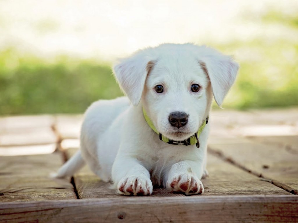 5 Gründe, warum Sie nicht mit selbst zusammengestellten Hundehütten leiden sollten