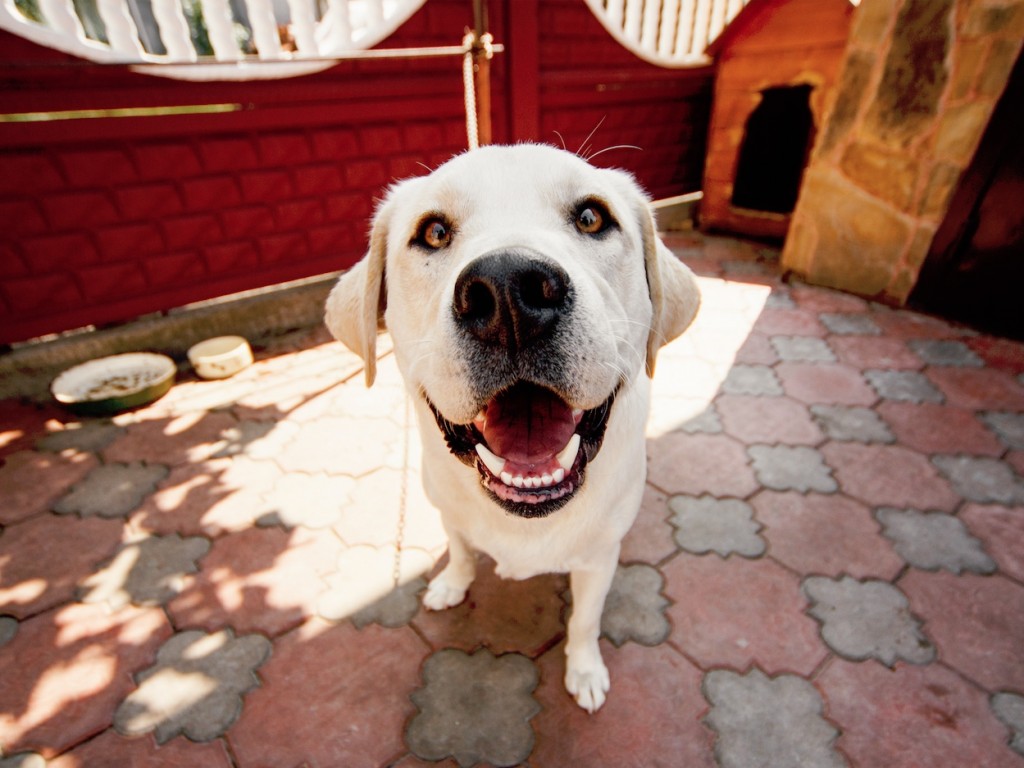 Wie wählt man eine Hundehütte? 9 wichtige Punkte + hilfreiche Ratschläge