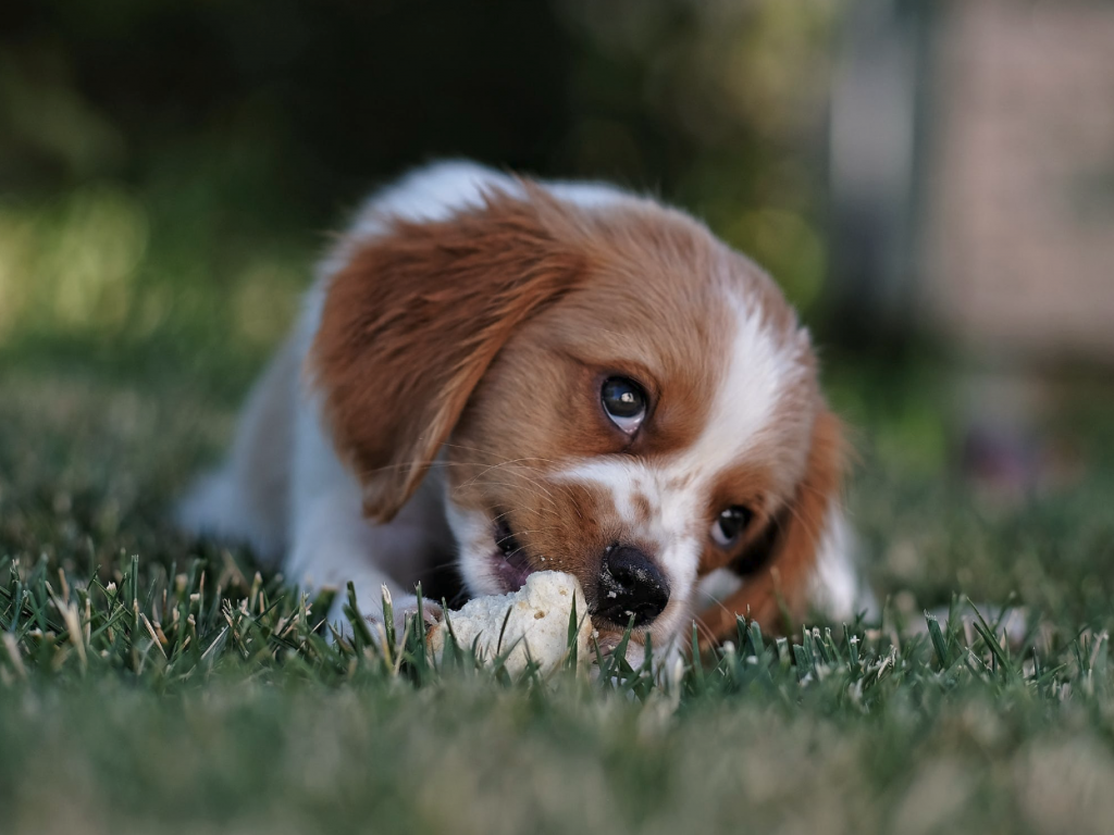 Welche Größe sollte ich für eine Hundehütte wählen? - Was jeder über die Größe von Hundehütten wissen sollte