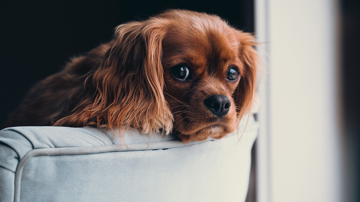 Welche Persönlichkeit hat der Hund?