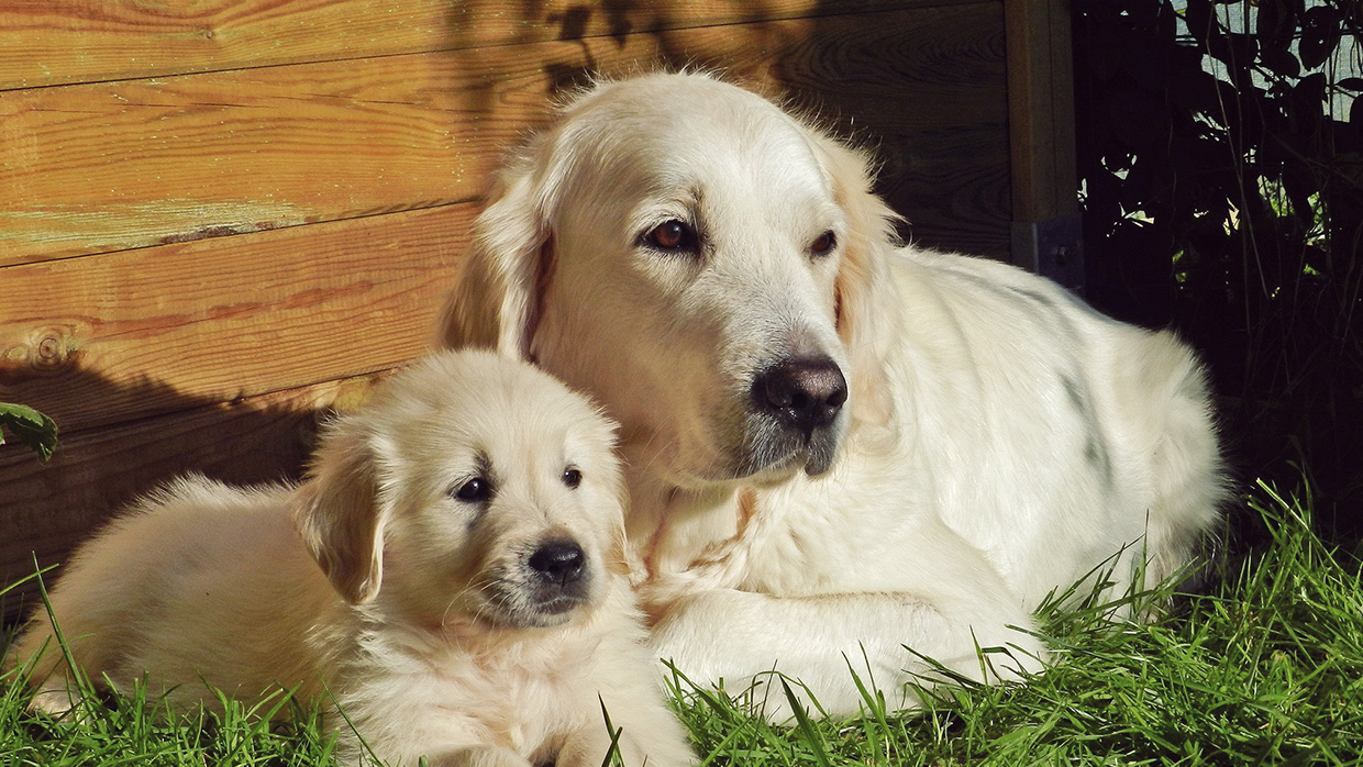 4. Wird unser Hund voraussichtlich Nachwuchs bekommen?